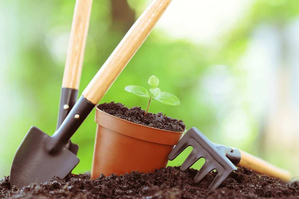 Hand shovels, hand rake, and small potted plant